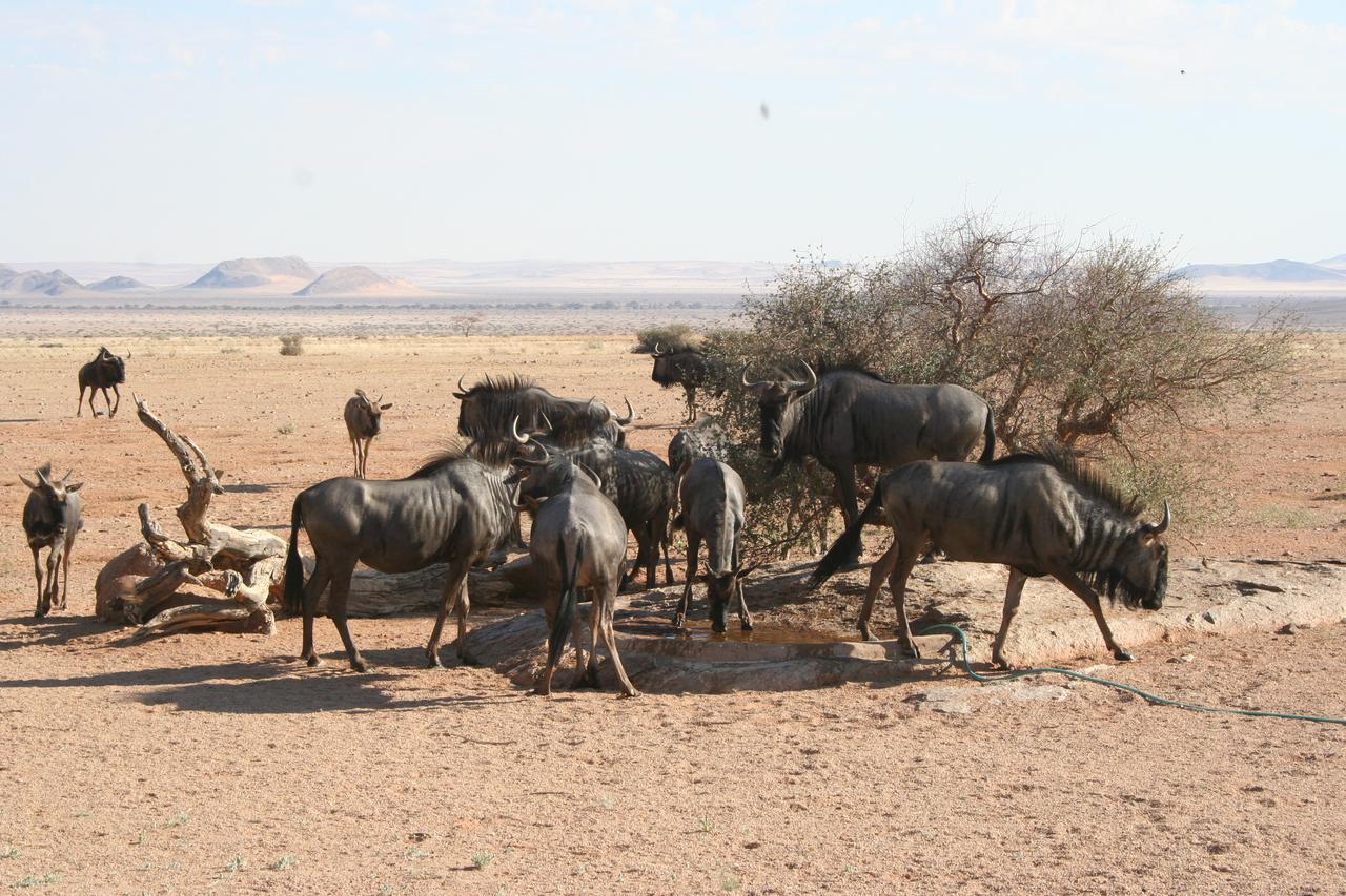 Namib Naukluft Lodge ソリティア エクステリア 写真